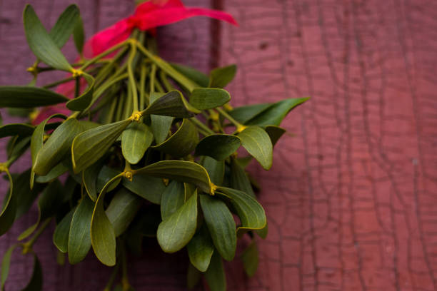 Christmas festive background with green mistletoe hanged on the old cracked door background with empty space for text.