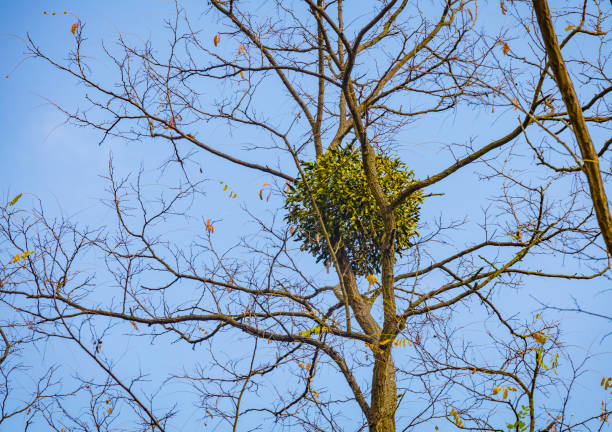 Poisonous semi-parasite mistletoe white Viscum album on a tree owner