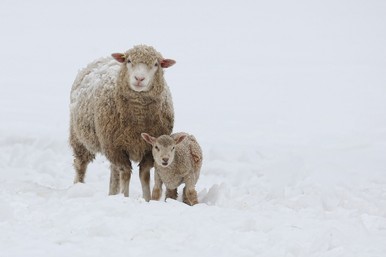 mother-sheep-baby-lamb-snow-260nw-1061965982 (2)